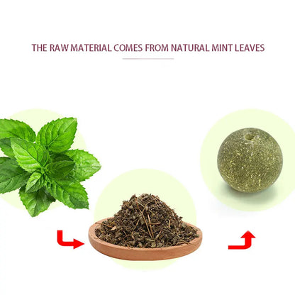 Natural Catnip & Cat Grass Digestive Treats with Scratch Wall Sticker